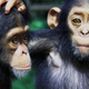 Cross River’s chimpanzees could be impacted by the new highway.